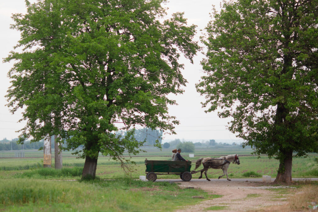 padure teren caruta mediu rural