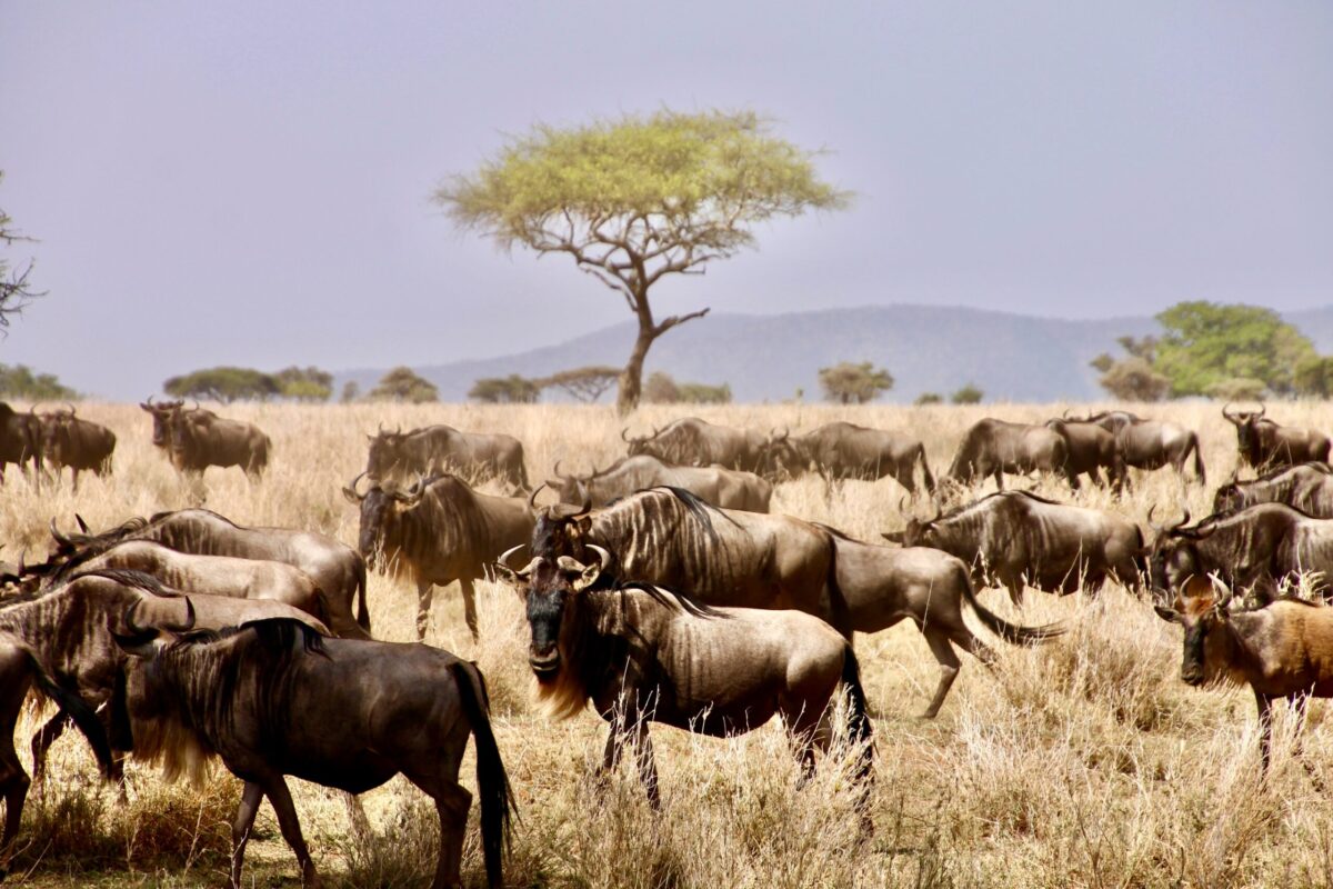 antilopa gnu