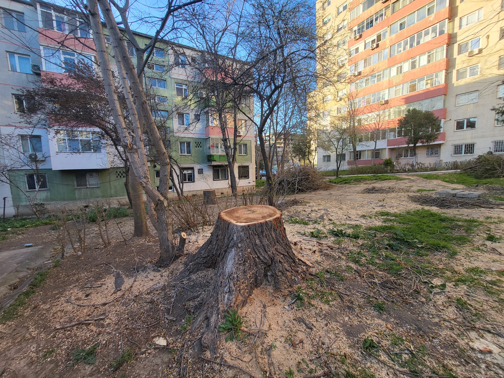 copaci taiati, arbori, tomis nord, primaria constanta, verdeata, racoare