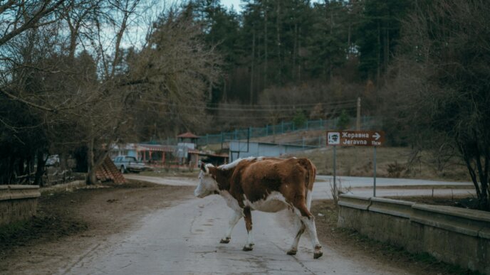 bulgaria vaca sat
